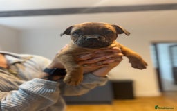 Staffordshire Bull Terrier dogs for sale: Last girl ready now!✨ - Image 2