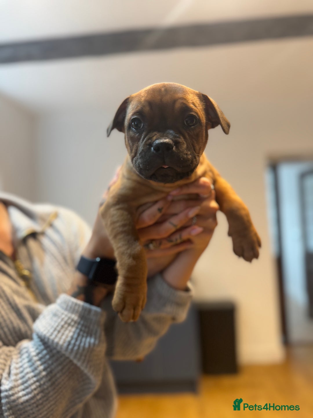 Staffordshire Bull Terrier dogs for sale: Last girl ready now!✨ - Image 2