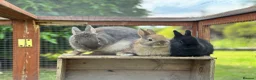 Netherland Dwarf rabbits for sale: Male & female Purebred Netherland dwarf rabbits  - Advert 5