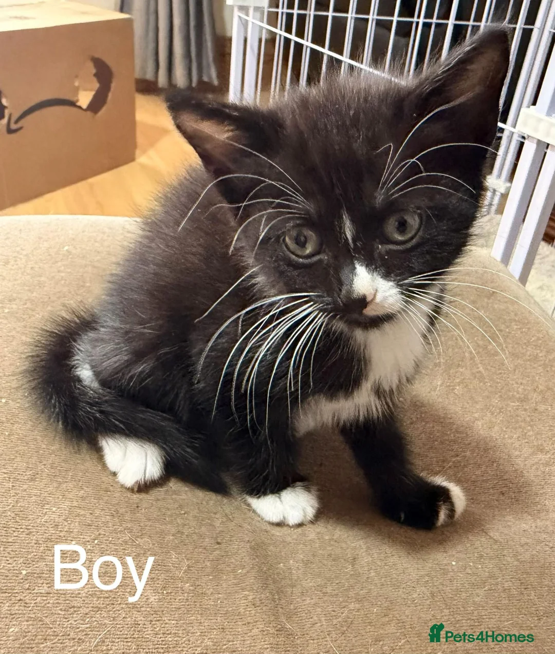 British Shorthair cats for sale: Adorable litter of 7 kittens - Advert 10