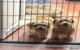 Norfolk Terrier dogs for sale: Norfolk Terriers for sale 🐶 - Image 14