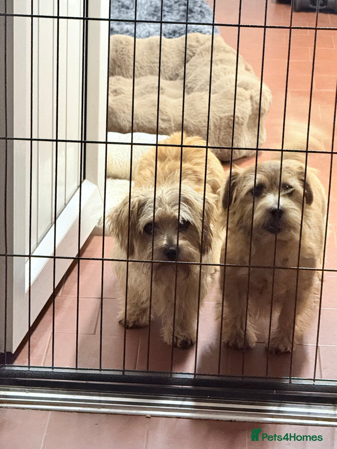 Norfolk Terrier dogs for sale: Norfolk Terriers for sale 🐶 - Image 14
