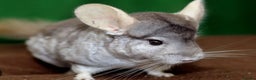 Chinchilla rodents for sale: Chinchillas ready for new homes - Advert 1