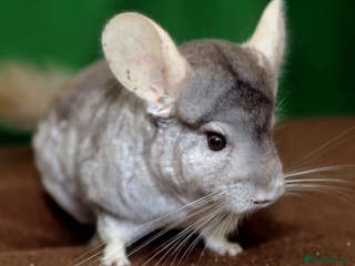 Chinchilla rodents Chinchillas ready for new homes - Advert 12