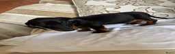 Miniature Dachshund dogs for sale: Beautiful miniature dachshunds - Advert 22