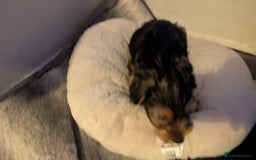 Yorkshire Terrier dogs for sale: 2 beautiful male Yorkshire terrier puppies  - Image 12