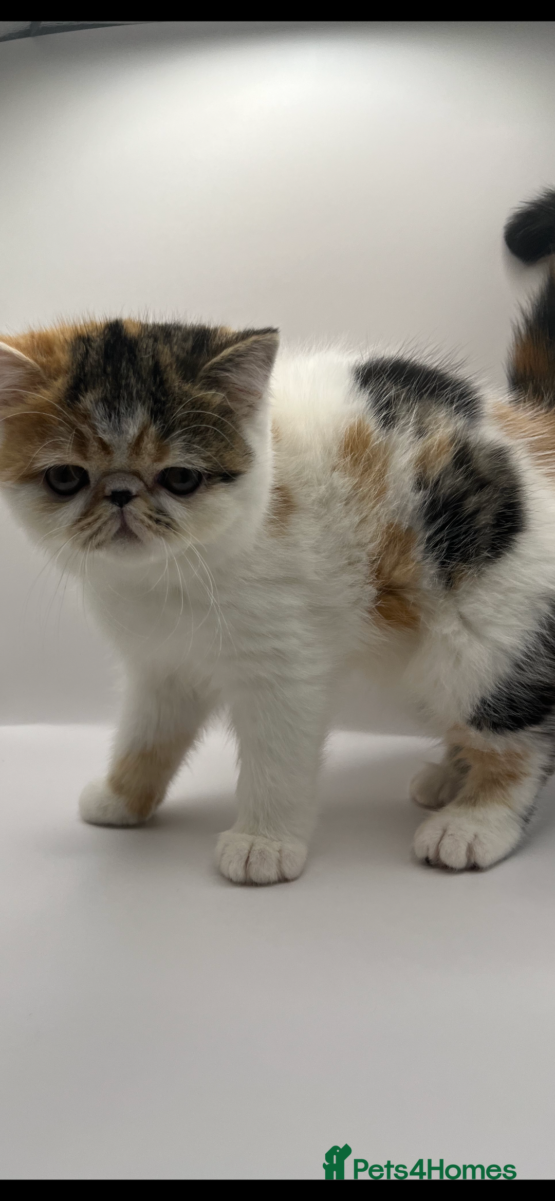 Persian cats for sale: Beautiful exotic CFA registered kittens - Advert 5