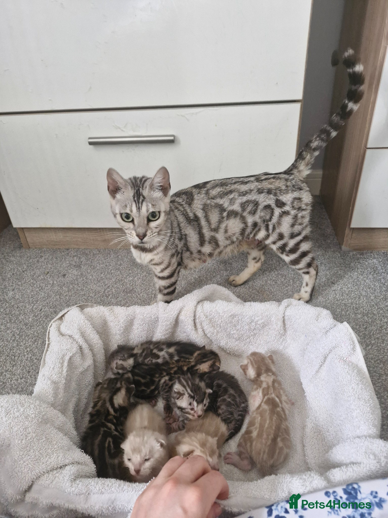 Bengal cats TICA Genetic Health Tested Snow Silver Kittens - Advert 1