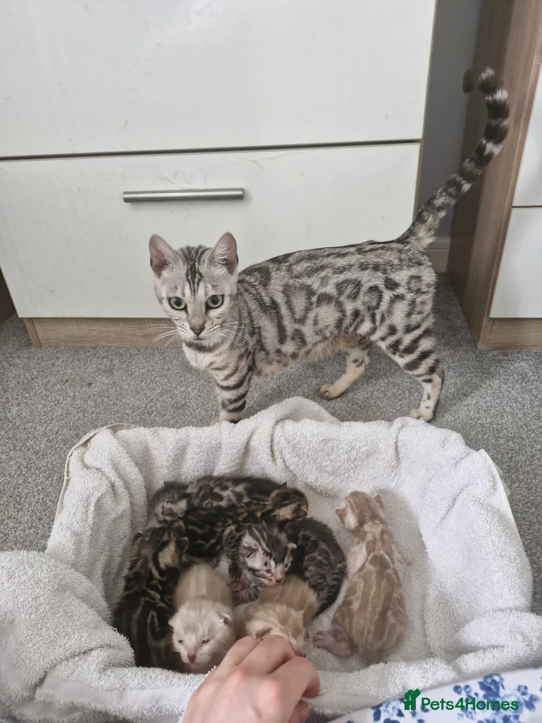 Bengal cats for sale: TICA Genetic Health Tested Snow Silver Kittens - Advert 1