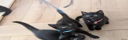 Mixed Breed cats for sale: Kitten  - Advert 22