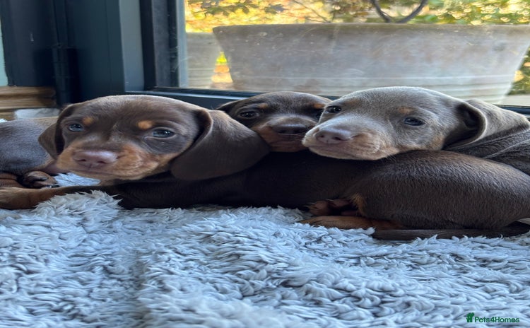 Miniature Dachshund dogs - Advert 5