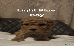 Toy Poodle dogs for sale: TOY POODLE PUPS  - Advert 7