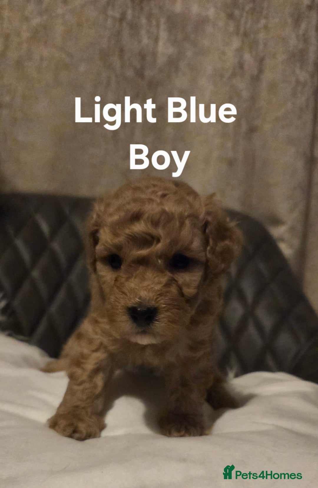 Toy Poodle dogs for sale: TOY POODLE PUPS  - Advert 7
