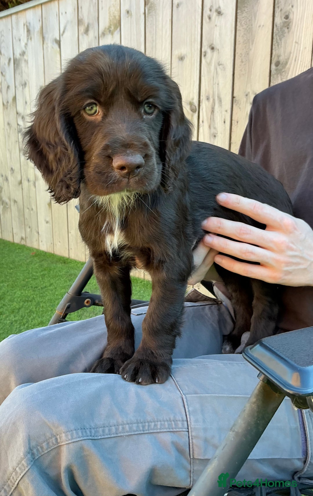 Sprocker dogs for sale:  Sprocker spaniel puppies - Ready Soon ! - Image 5