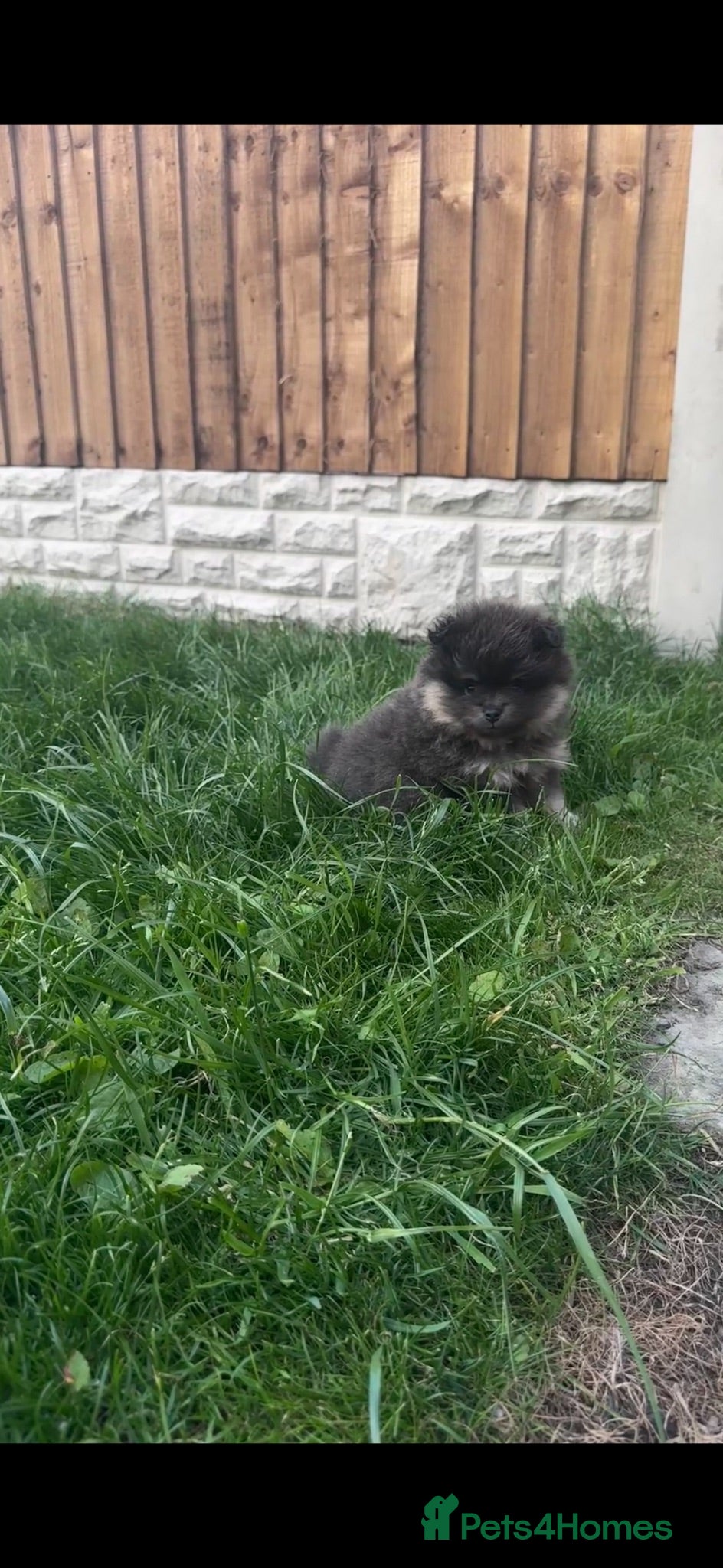 Pomeranian dogs Toy Pomeranian pup (male💙)  - Advert 2