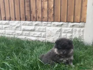 Pomeranian dogs Toy Pomeranian pup (male💙) - Advert 2