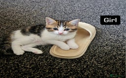 Oriental cats for sale: Kittens  - Image 2