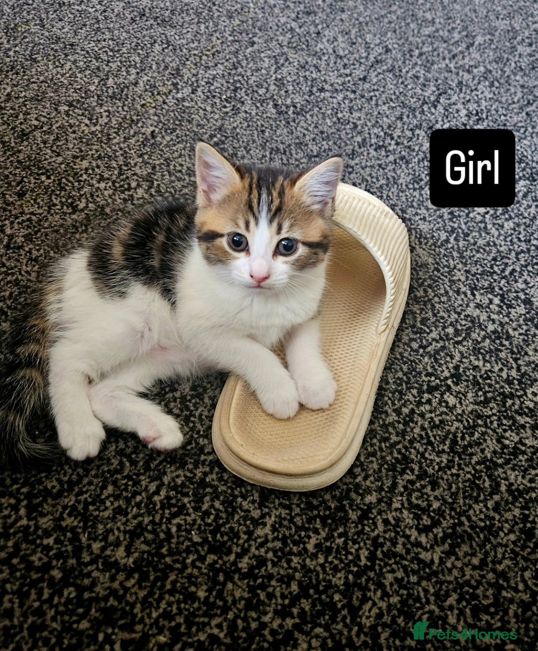 Oriental cats for sale: Kittens  - Image 2