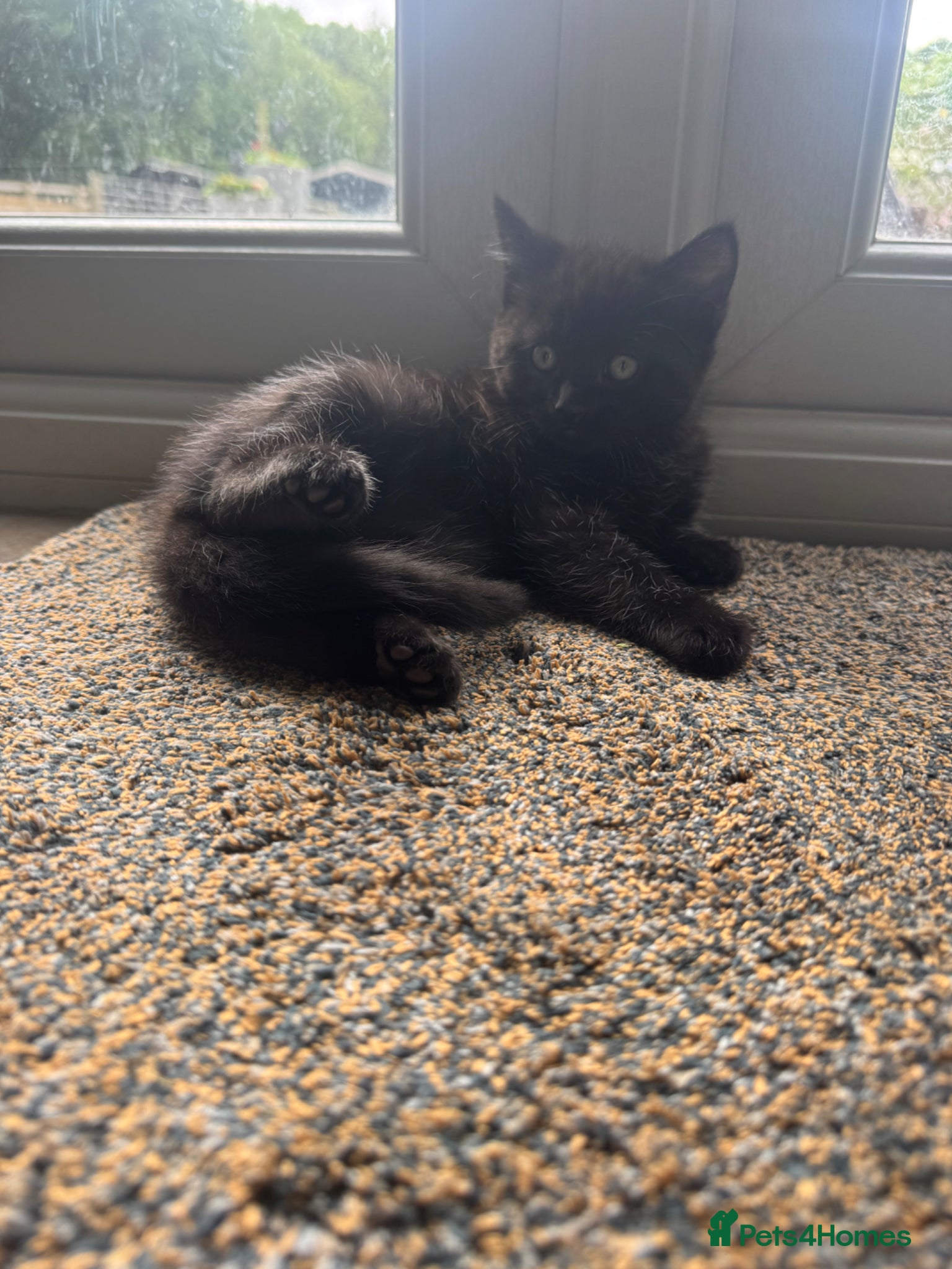 Mixed Breed cats for sale: Ragdoll x kittens - Advert 5