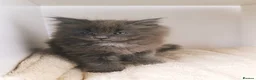 Maine Coon cats for sale: XXL Maine coon kittens + DNA health tested - Advert 15