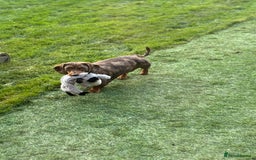 Miniature Dachshund dogs for sale: Female Chocolate tan dapple  - Image 5