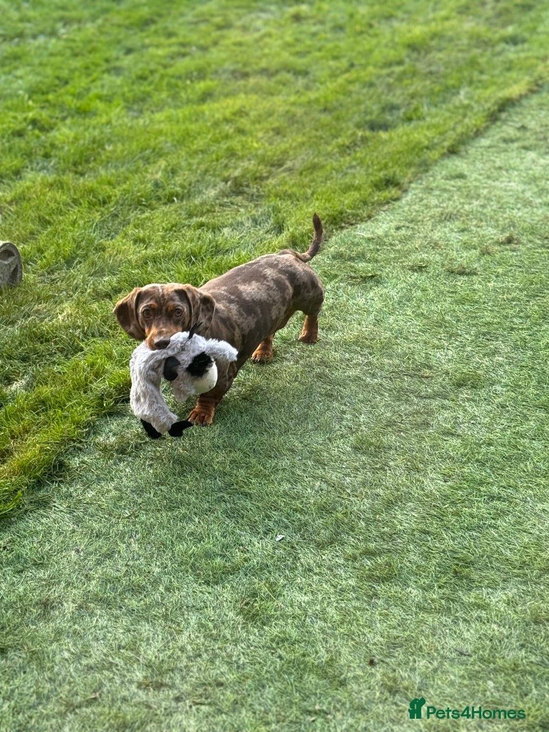 Miniature Dachshund dogs for sale: Female Chocolate tan dapple  - Image 5