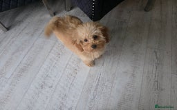 Toy Poodle dogs for sale: Beautiful toy poodle girl - Advert 2