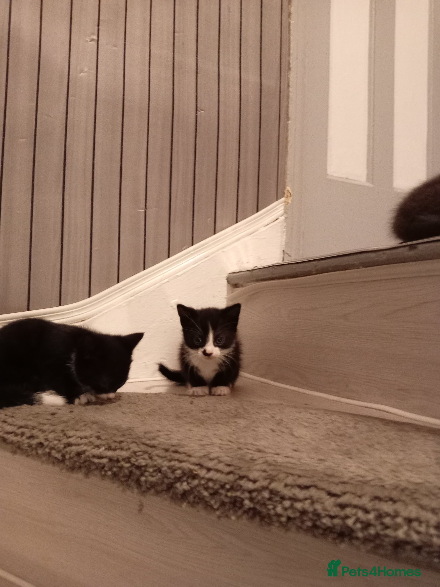 Mixed Breed cats for sale: Gorgeous tuxedo kittens  - Advert 7