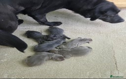 Labrador Retriever dogs for sale: 🩶 beautiful silver/Charcoal KC reg puppies 🩶 - Image 4