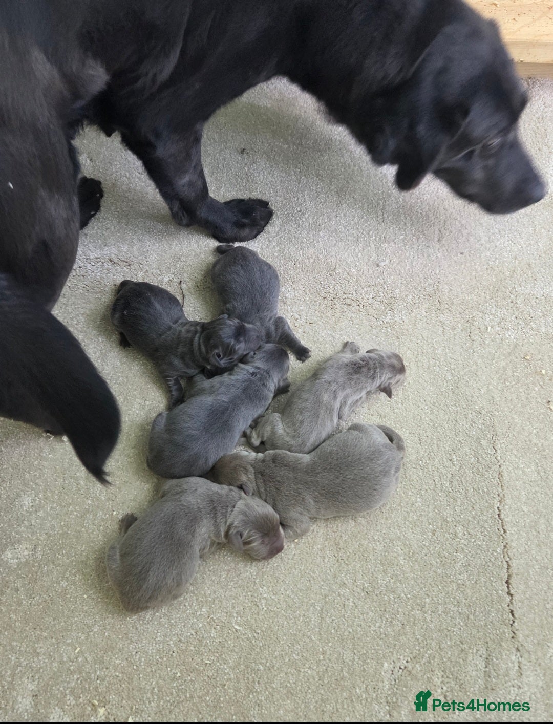 Labrador Retriever dogs for sale: 🩶 beautiful silver/Charcoal KC reg puppies 🩶 - Image 4