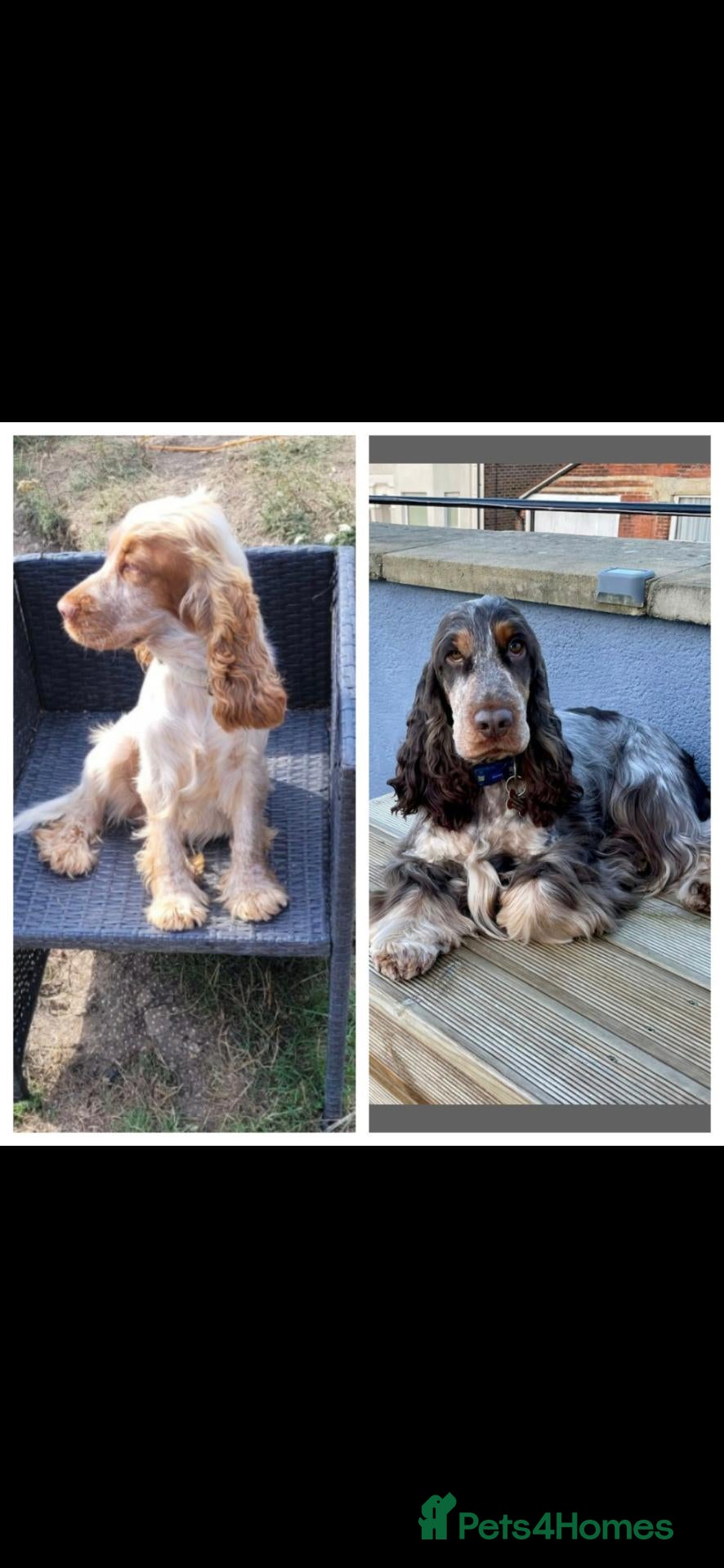 Cocker Spaniel dogs for sale: KC registered SHOW cocker spaniels - Advert 9
