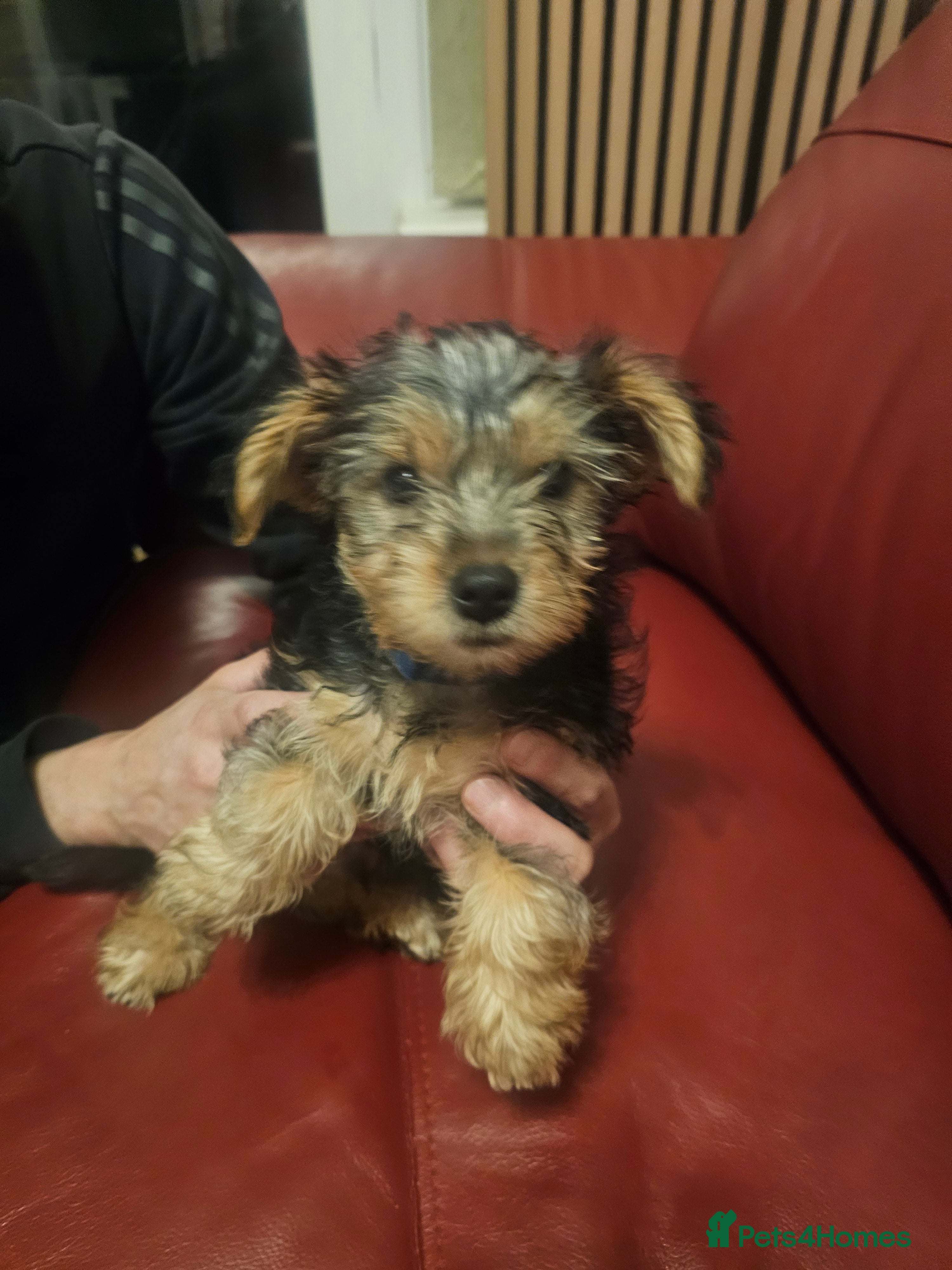 Yorkshire Terrier dogs Yorkshire terrier  - Advert 5