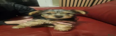 Yorkshire Terrier Puppy 2