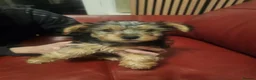 Yorkshire Terrier dogs for sale: Yorkshire terrier  - Advert 2