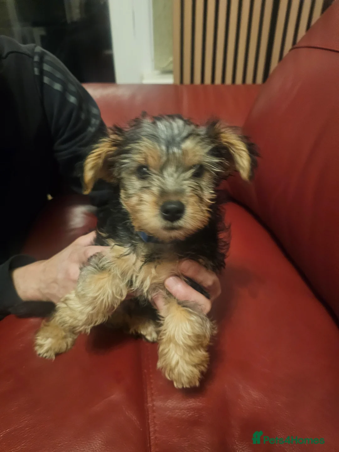 Yorkshire Terrier dogs for sale: Yorkshire terrier  - Advert 2