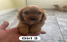 Cocker Spaniel dogs for sale: OUT STANDING GOLDEN SHOW TYPE COCKER SPANIEL  - Image 18