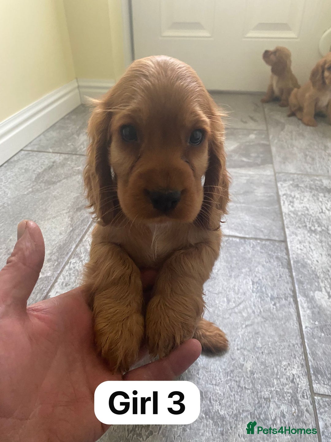 Cocker Spaniel dogs for sale: OUT STANDING GOLDEN SHOW TYPE COCKER SPANIEL  - Image 18