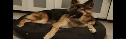 German Shepherd dogs for stud: German Shepard up for stud  in Erith - Advert 13