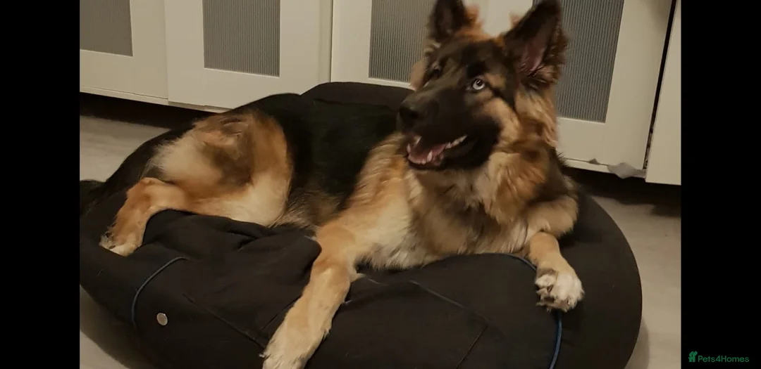 German Shepherd dogs for stud: German Shepard up for stud  in Erith - Advert 13