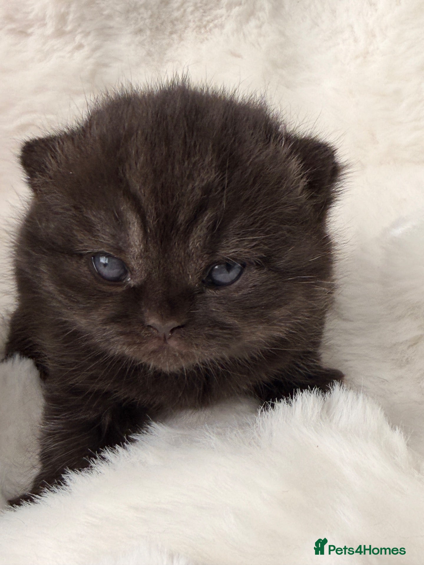 British Shorthair cats 🏆Champions line🏆BSH Kittens Tica reg  - Advert 2