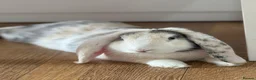 French Lop rabbits for sale: Rabbit- French Lop in Hemel Hempstead - Advert 1