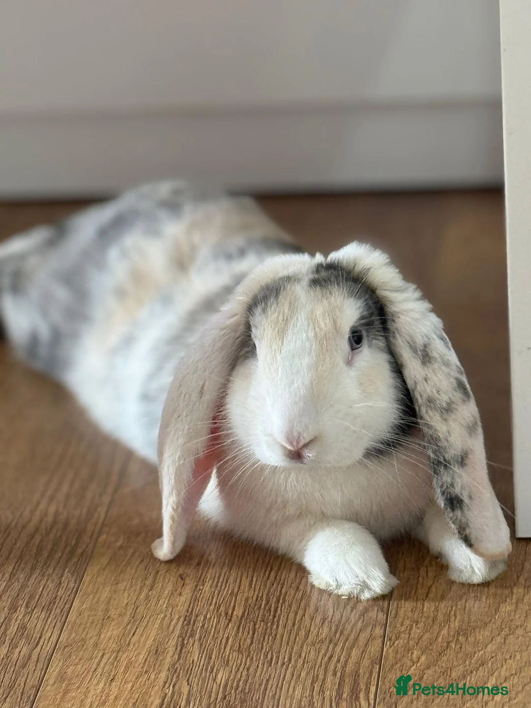 French Lop rabbits for sale: Rabbit- French Lop in Hemel Hempstead - Advert 1