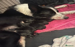 Mixed Breed dogs for sale: 🌟 Collie x Golden Retriever Puppies 🌟 - Image 38