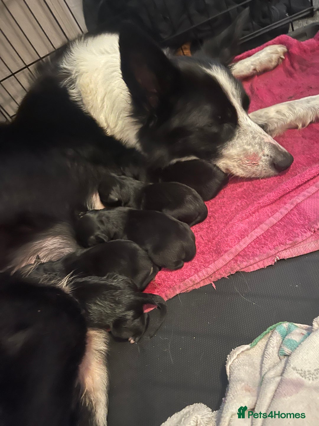 Mixed Breed dogs for sale: 🌟 Collie x Golden Retriever Puppies 🌟 - Image 38