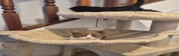 British Shorthair cats for sale: 2 female GCCF British short hair kittens - Advert 20