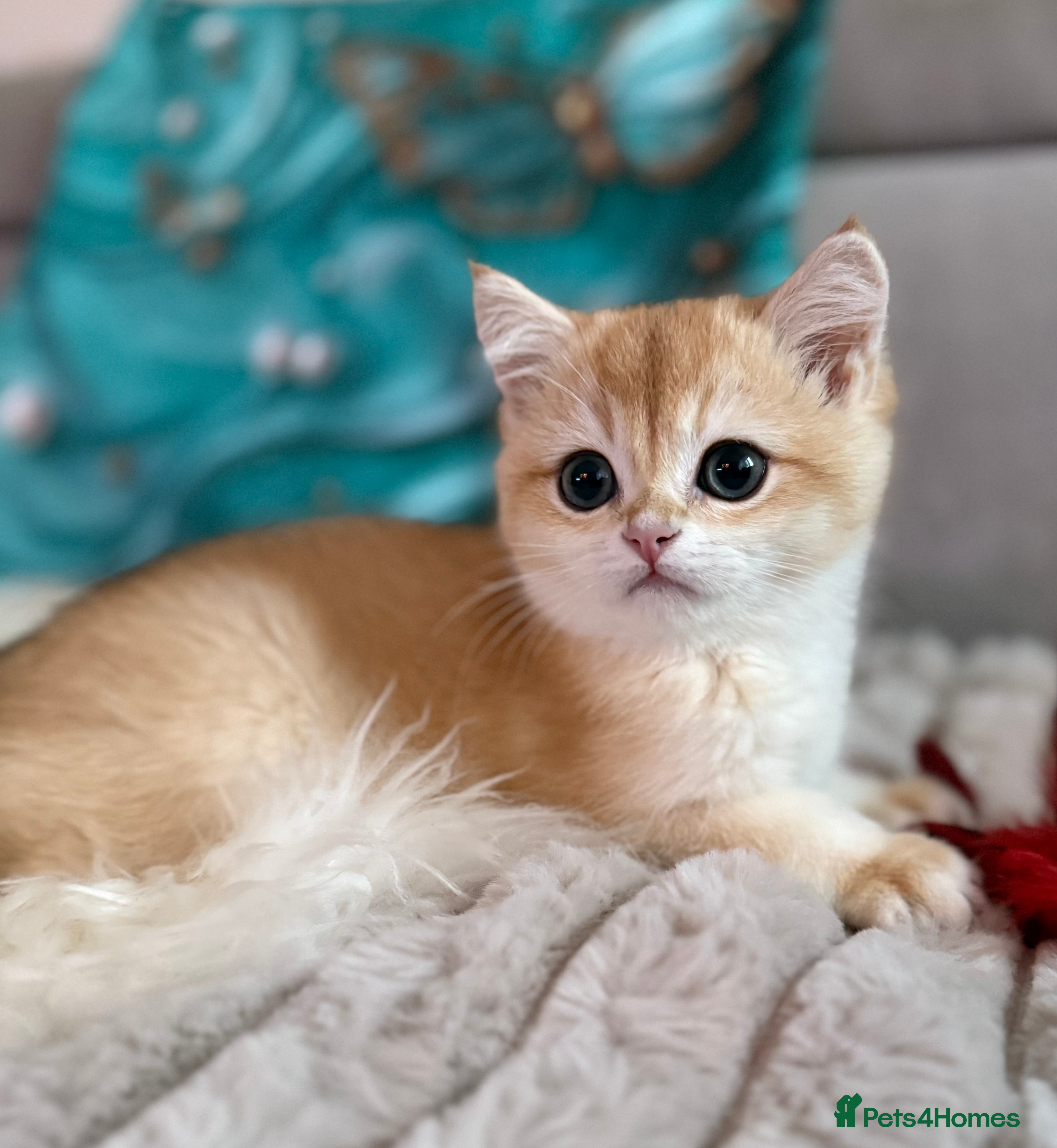 British Shorthair cats 🌟 Last beautiful  Golden  Chinchilla BSH boy 🌟 - Advert 3