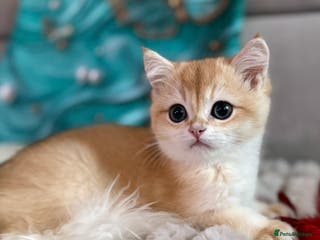 British Shorthair cats 🌟 Last beautiful Golden Chinchilla BSH boy 🌟 - Advert 15