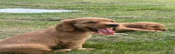Cocker Spaniel dogs for sale: Golden Show type Cocker Spaniel puppies - Advert 12