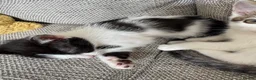 Mixed Breed cats for sale: 4 beautiful Tabby kittens  - Advert 11