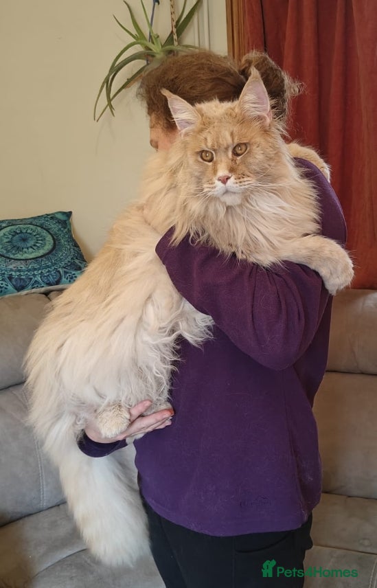 Maine Coon cats Giant Softie! Stunning 2 yr old pedigree XL MC boy in Woodbridge - Advert 4